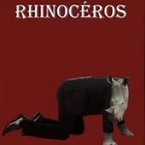 Rhinocéros