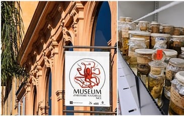 Belles et fragiles collections d'Histoire naturelle