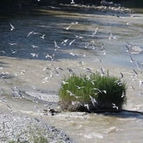 Exposition, "Natur'ailes"