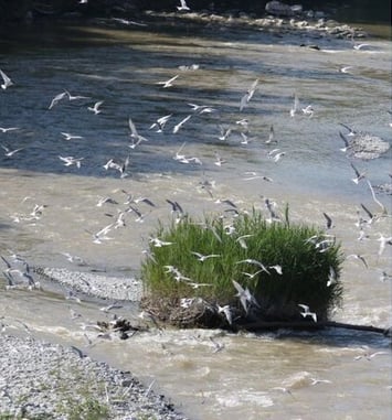 Exposition, "Natur'ailes"