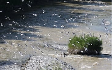 Exposition, "Natur'ailes"