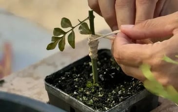 Découverte de la pépinière de fleurs d'exception du Pays de Grasse et visite guidée des Jardins du MIP