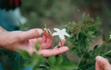 Visite immersive au cœur des savoir-faire du Pays de Grasse
