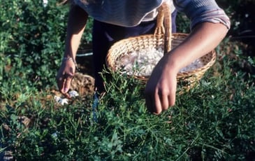 Visite sensorielle des Jardins du MIP