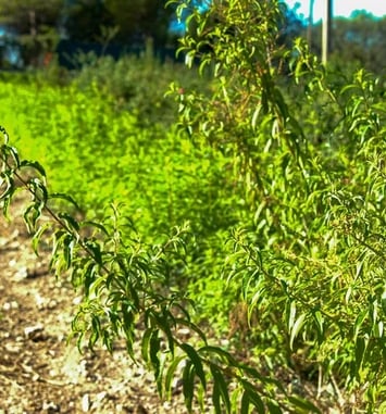 Découvrez l'art de créer vos propres boissons naturelles !