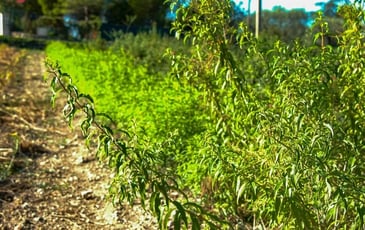Découvrez l'art de créer vos propres boissons naturelles !