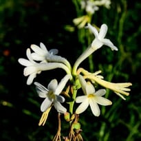 Visite guidée du jardinier