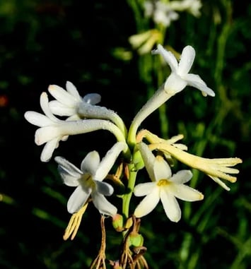 Visite guidée du jardinier