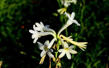 Visite guidée du jardinier