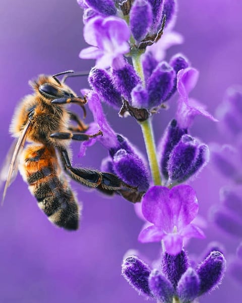 Le monde de l’abeille