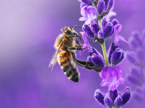 Le monde de l’abeille