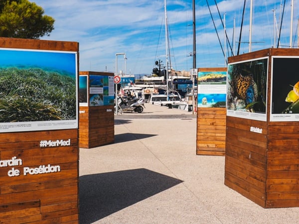 Posidonia