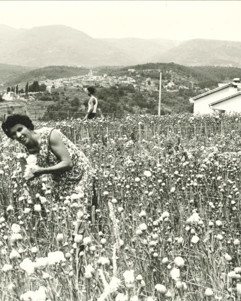 Gomot, 50 ans de regards