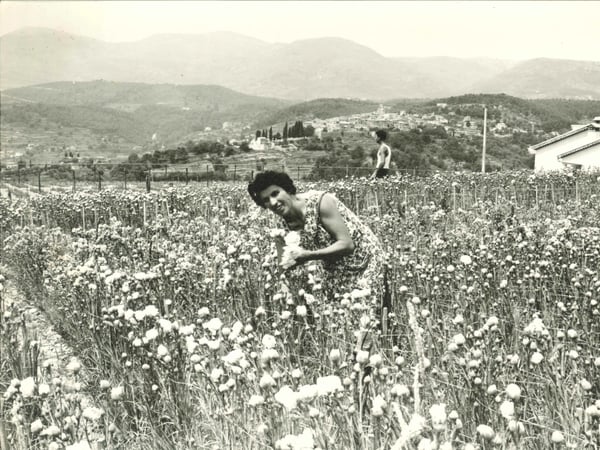 Gomot, 50 ans de regards